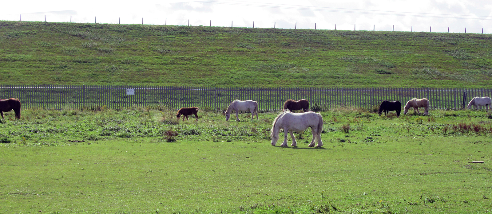 River Lea path