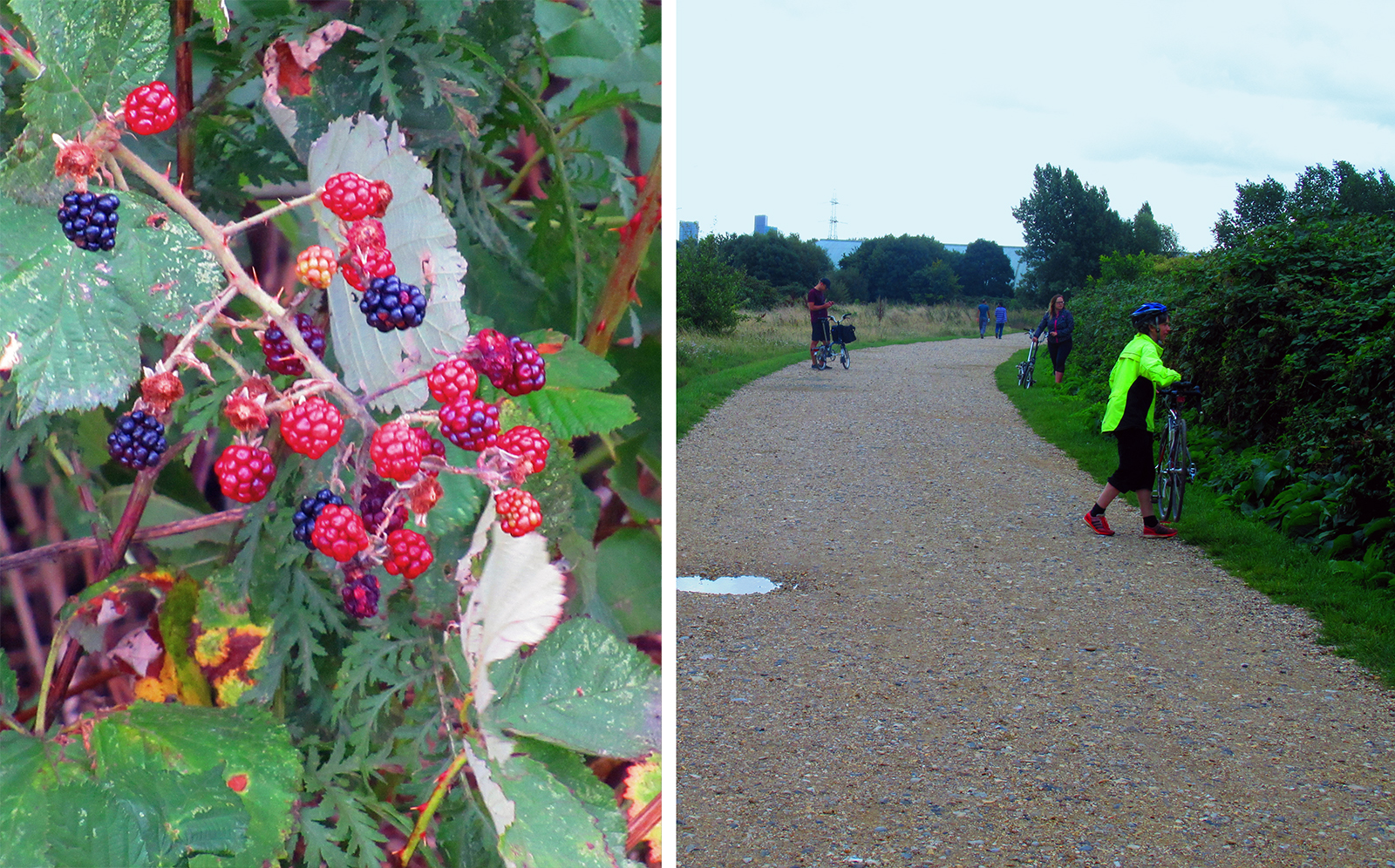 Berry picking