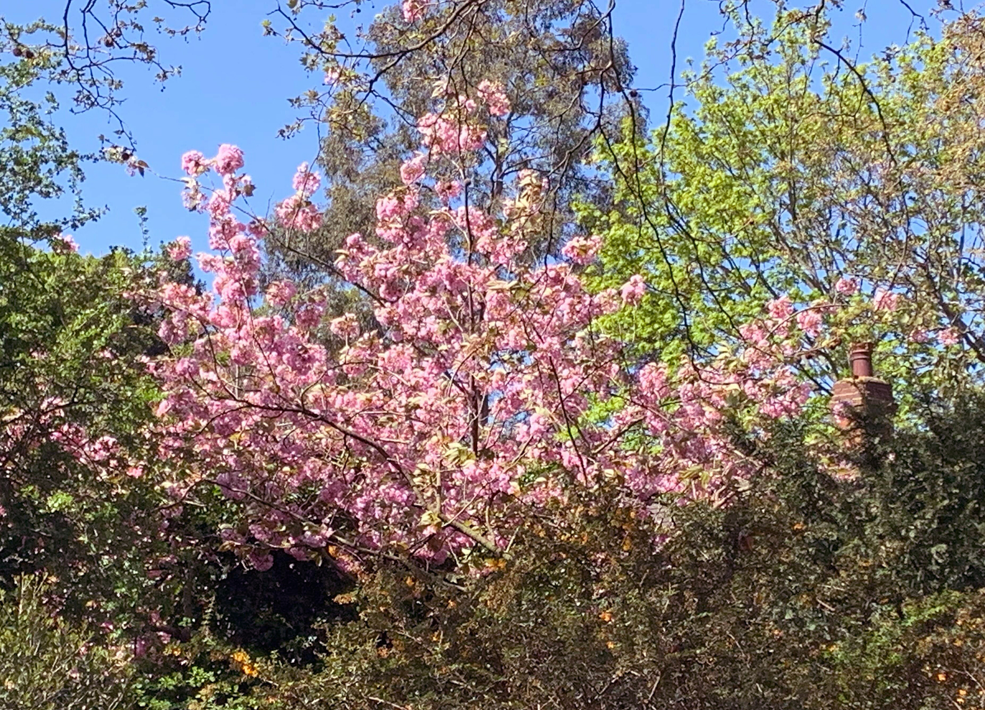 ניצת הדובדבן ליד גן החיות של לונדון