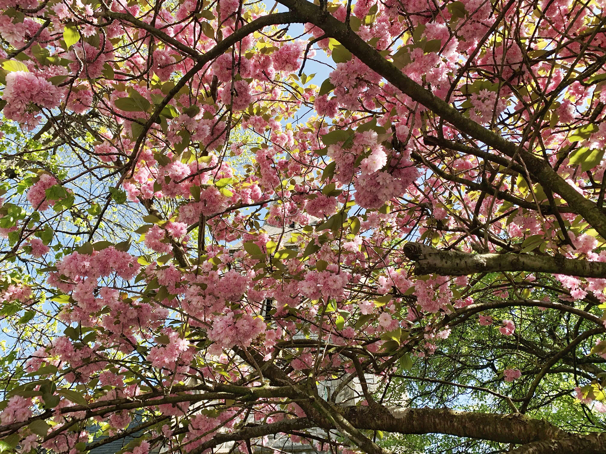 פריחת ניצת הדובדבן - כנסיית סט. מארקס