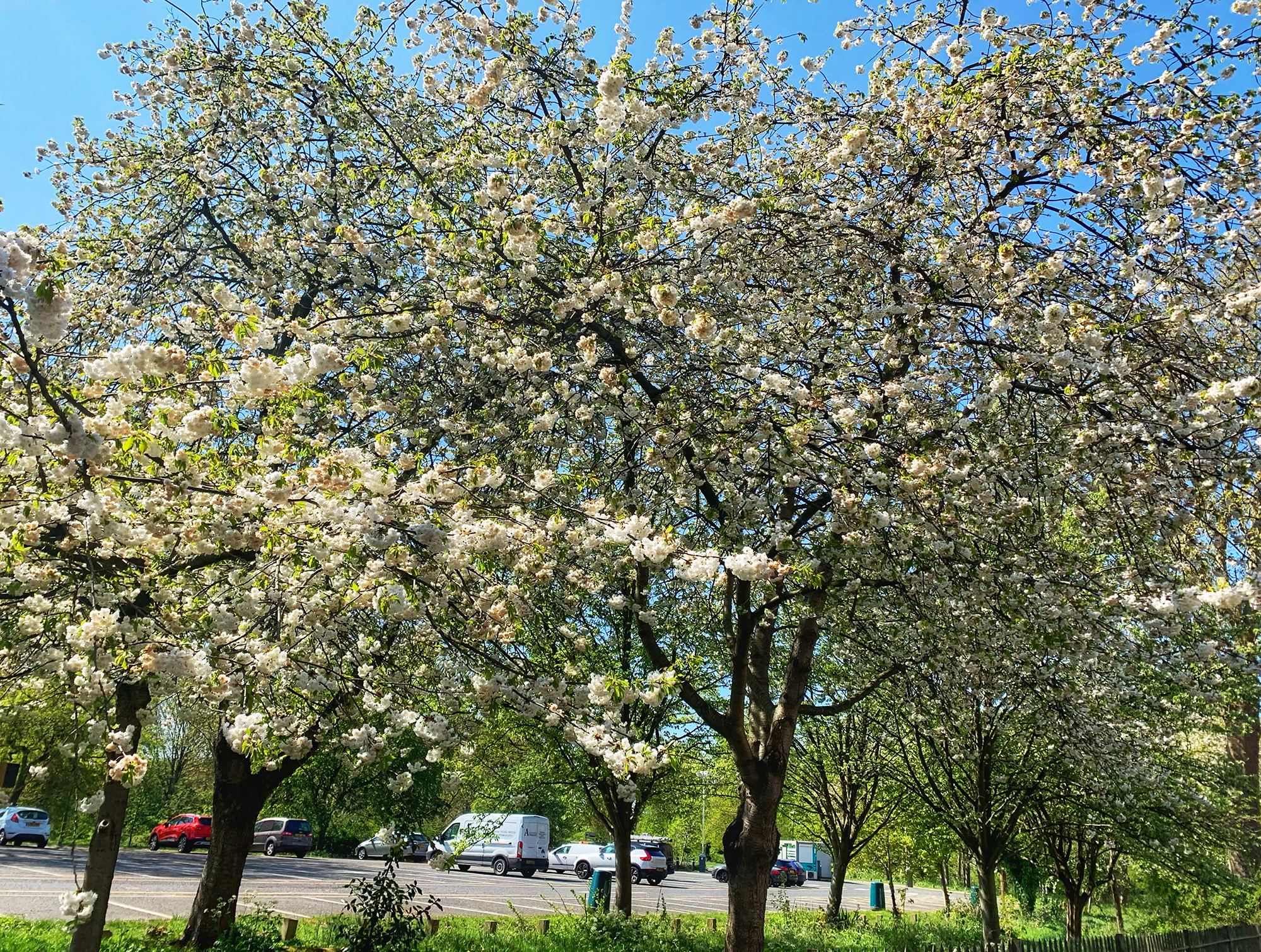 ריג'נטס פארק