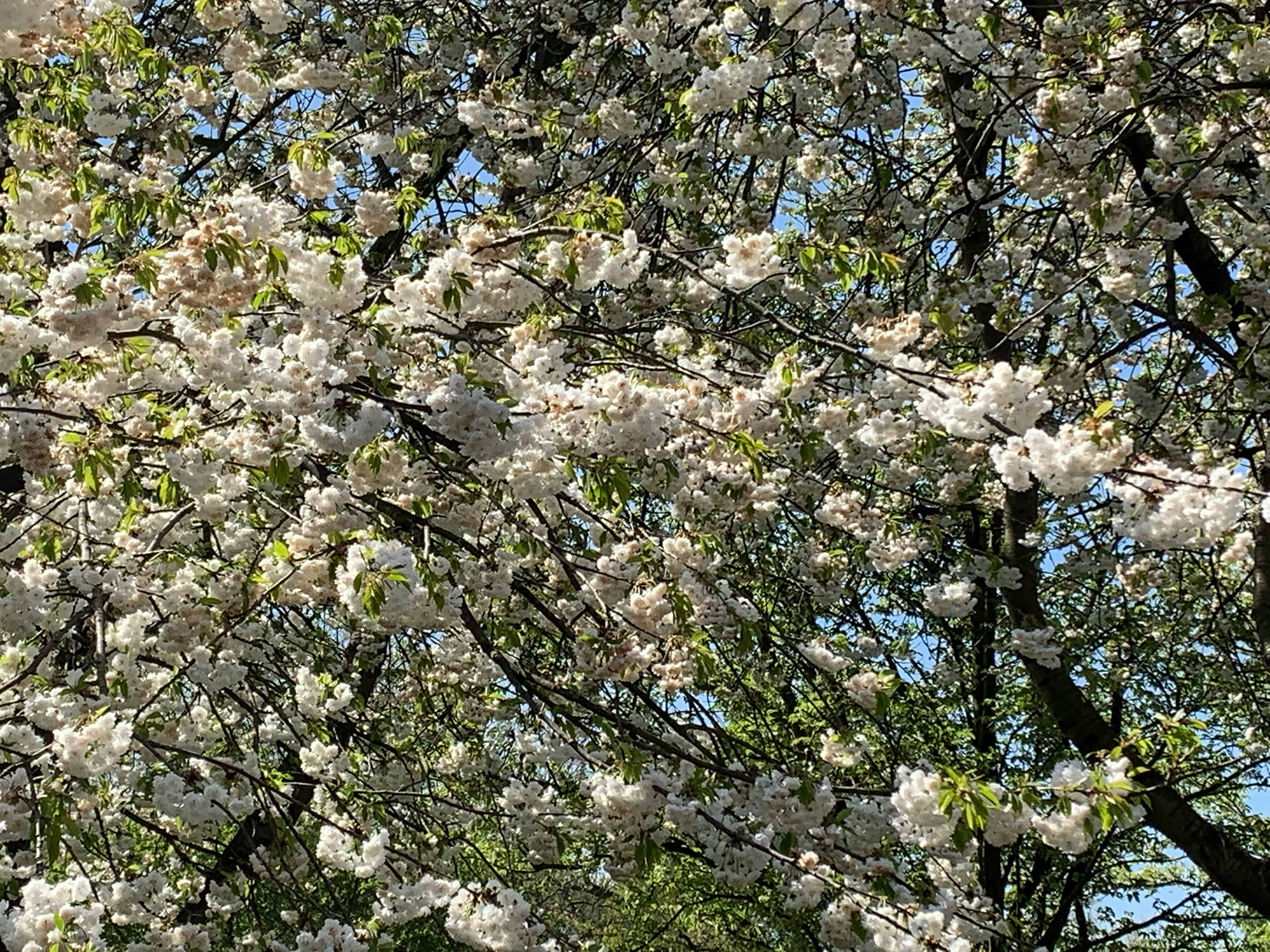 ריג'נטס פארק