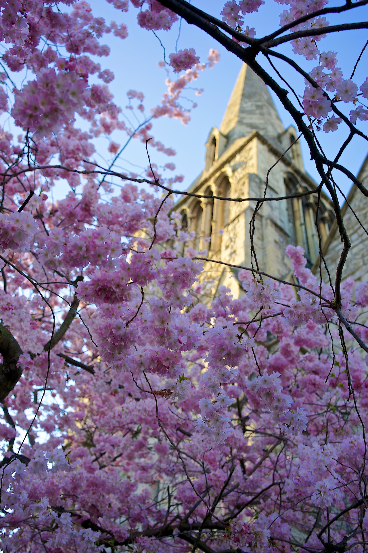 ניצת הדובדבן לשל כנסיית סט מארקס בלונדון