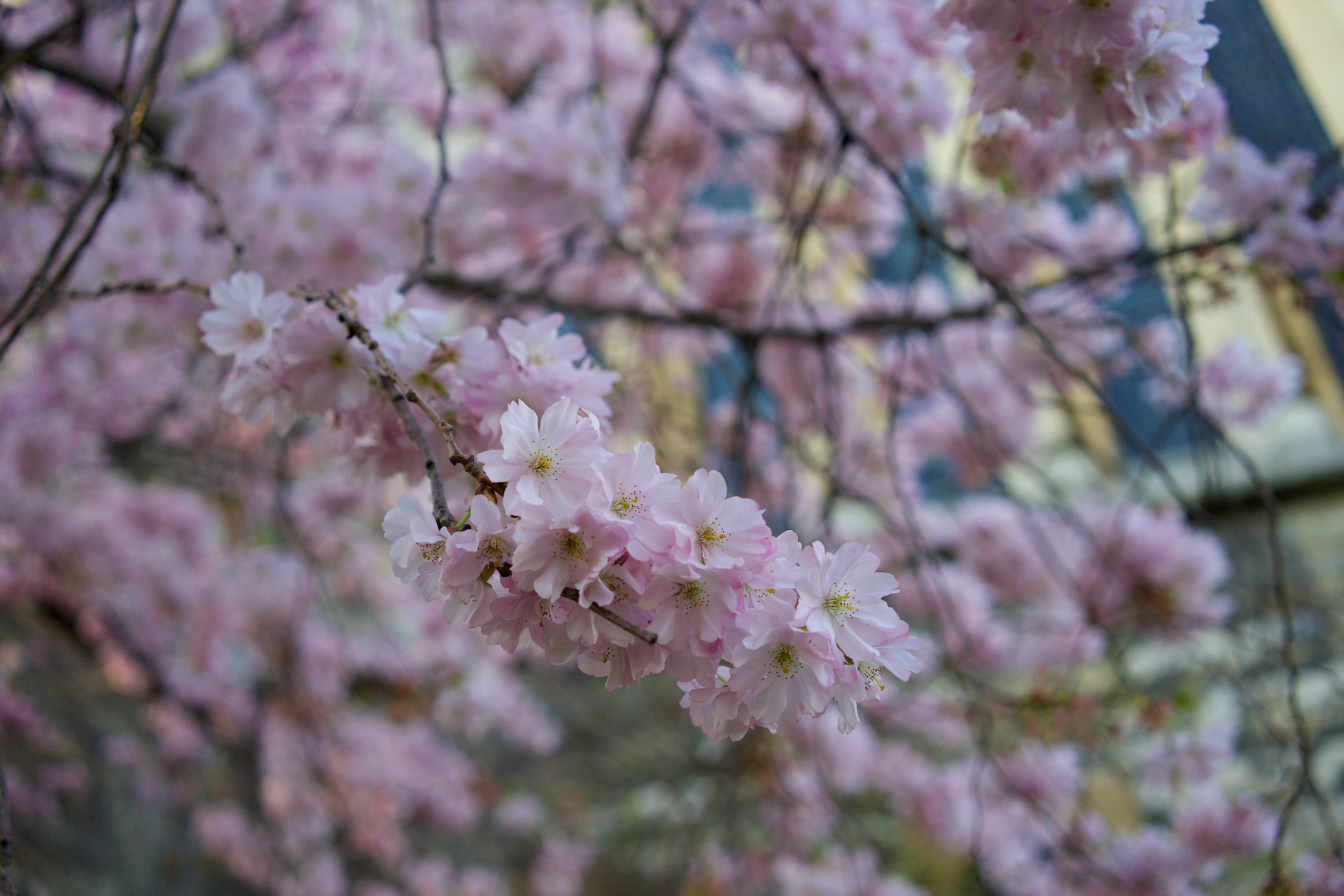 פריחת ניצת הדובדבן בלונדון