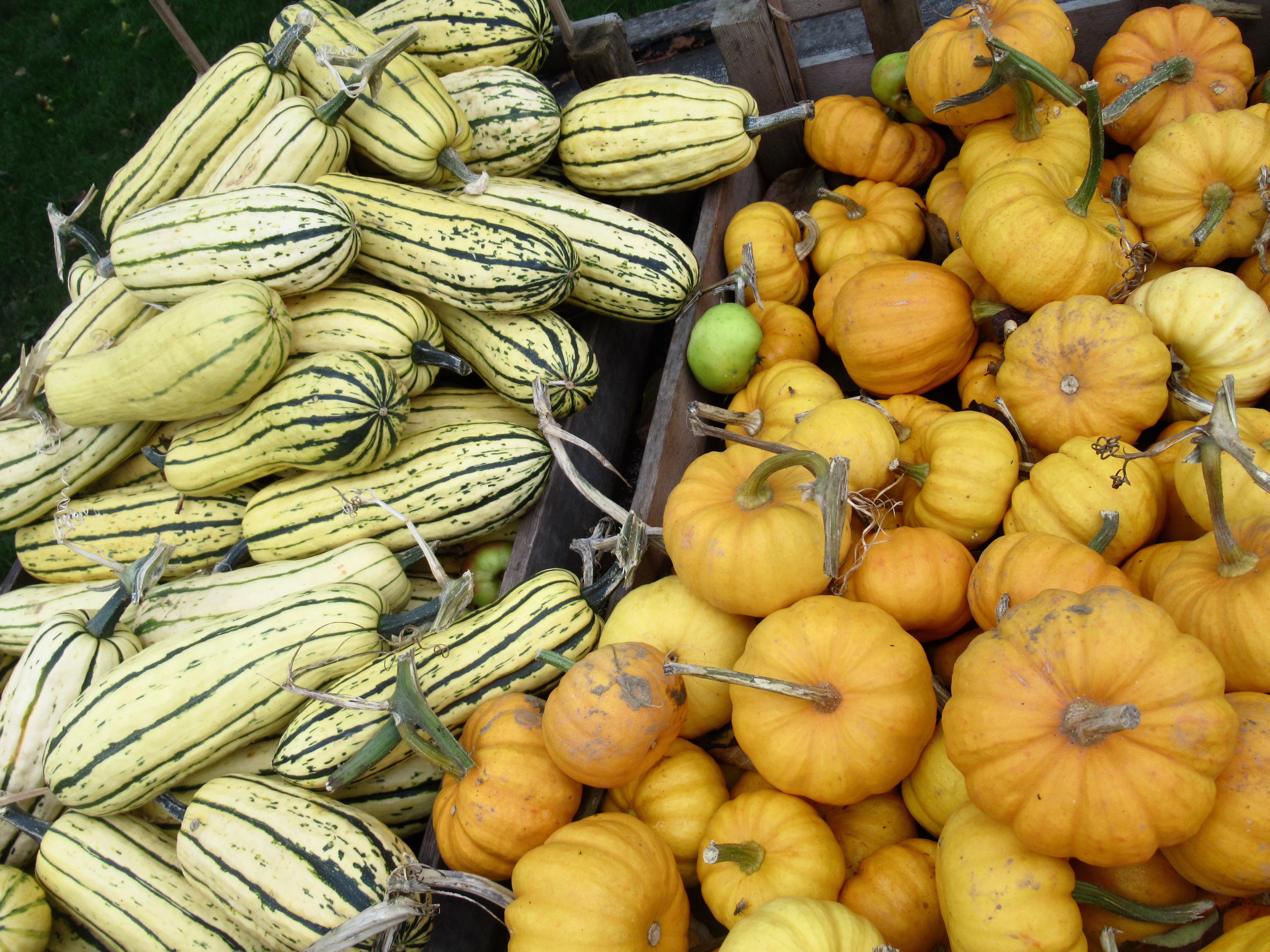 חוות באנגליה, דיילספורד בקוטסוולד