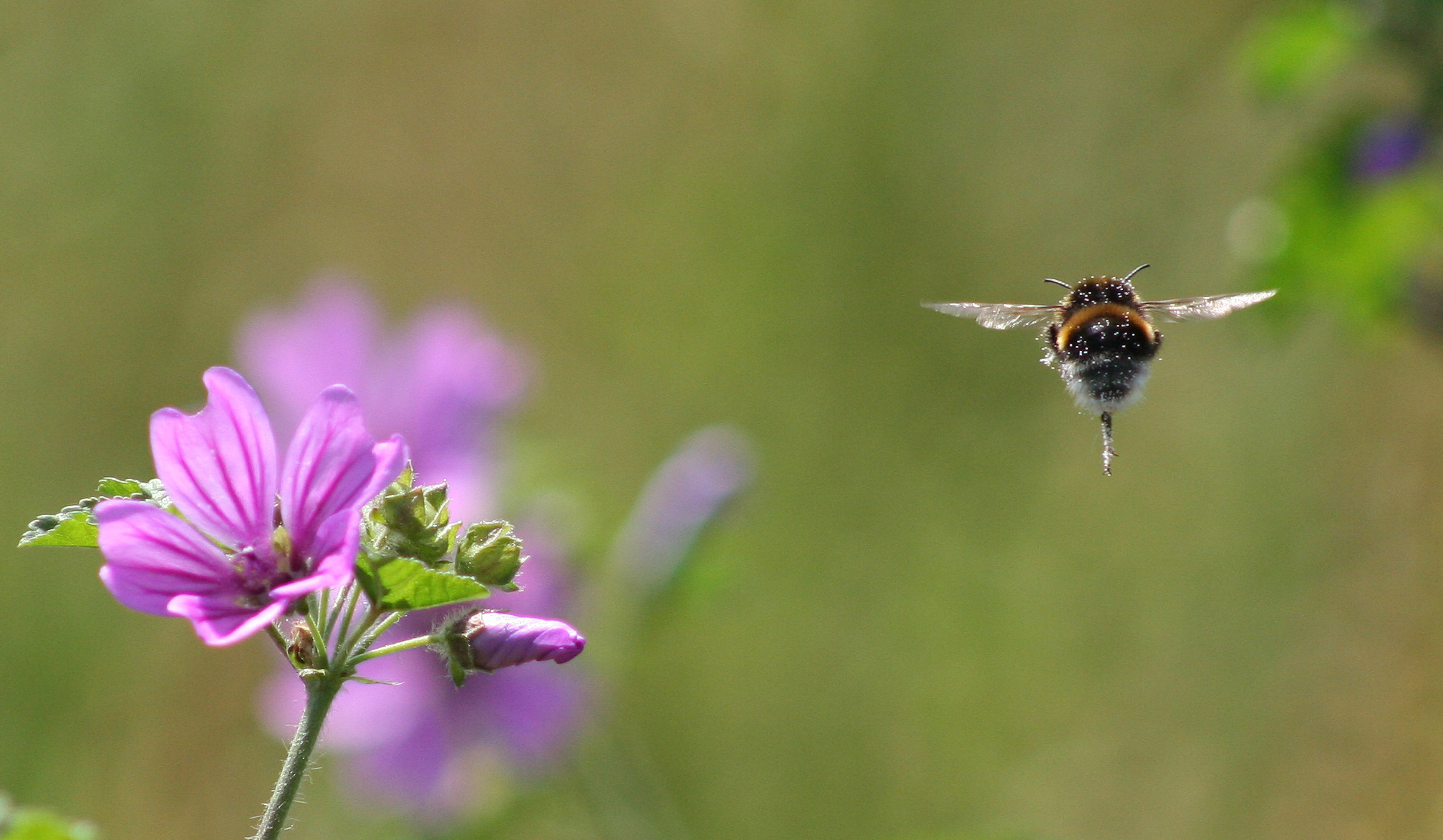 דבורה בלונדון