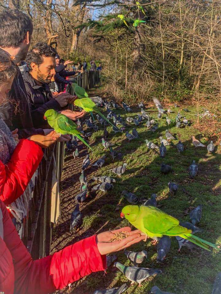 עץ התוכים בלונדון