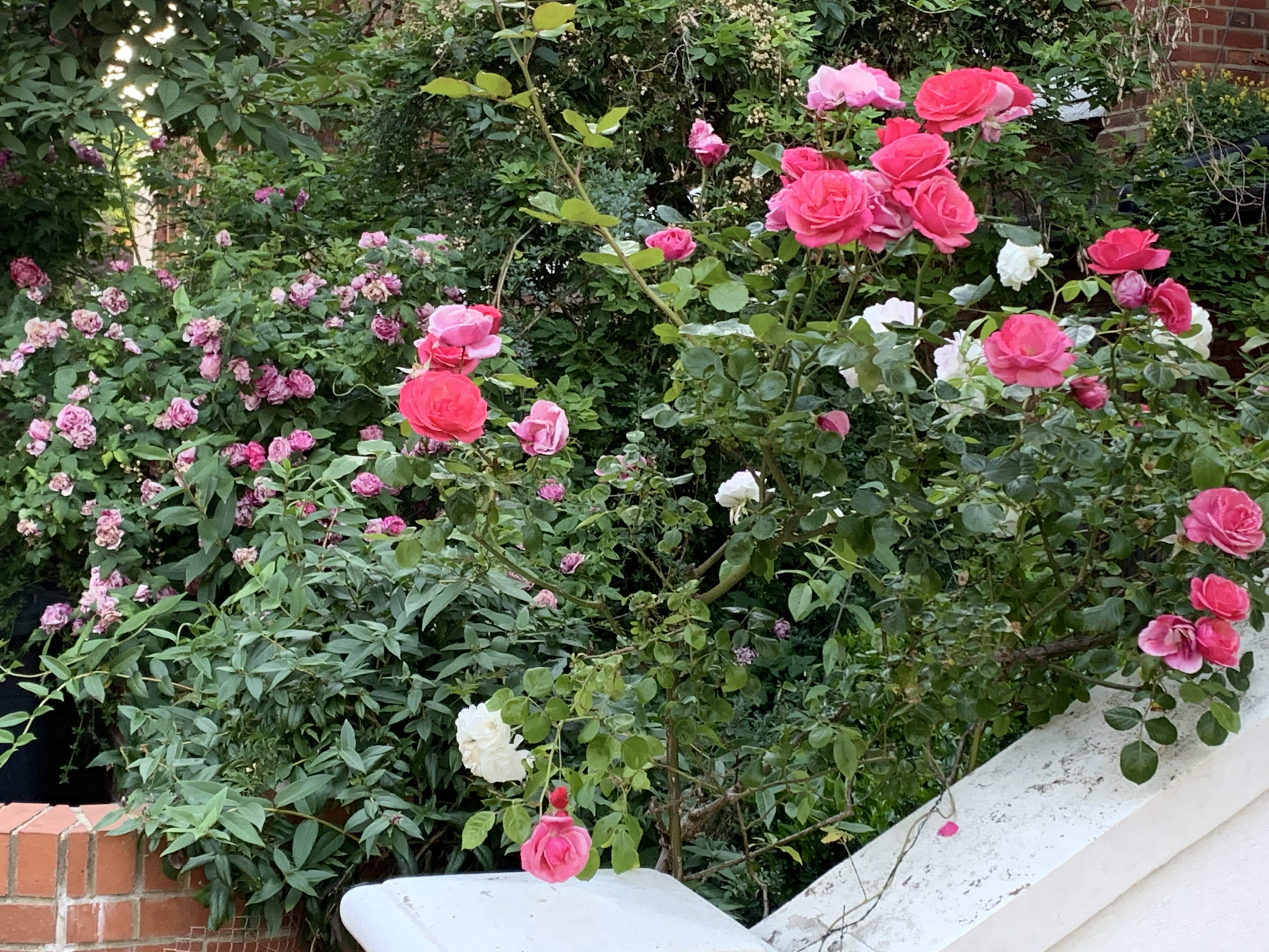 ורדים אנגליים