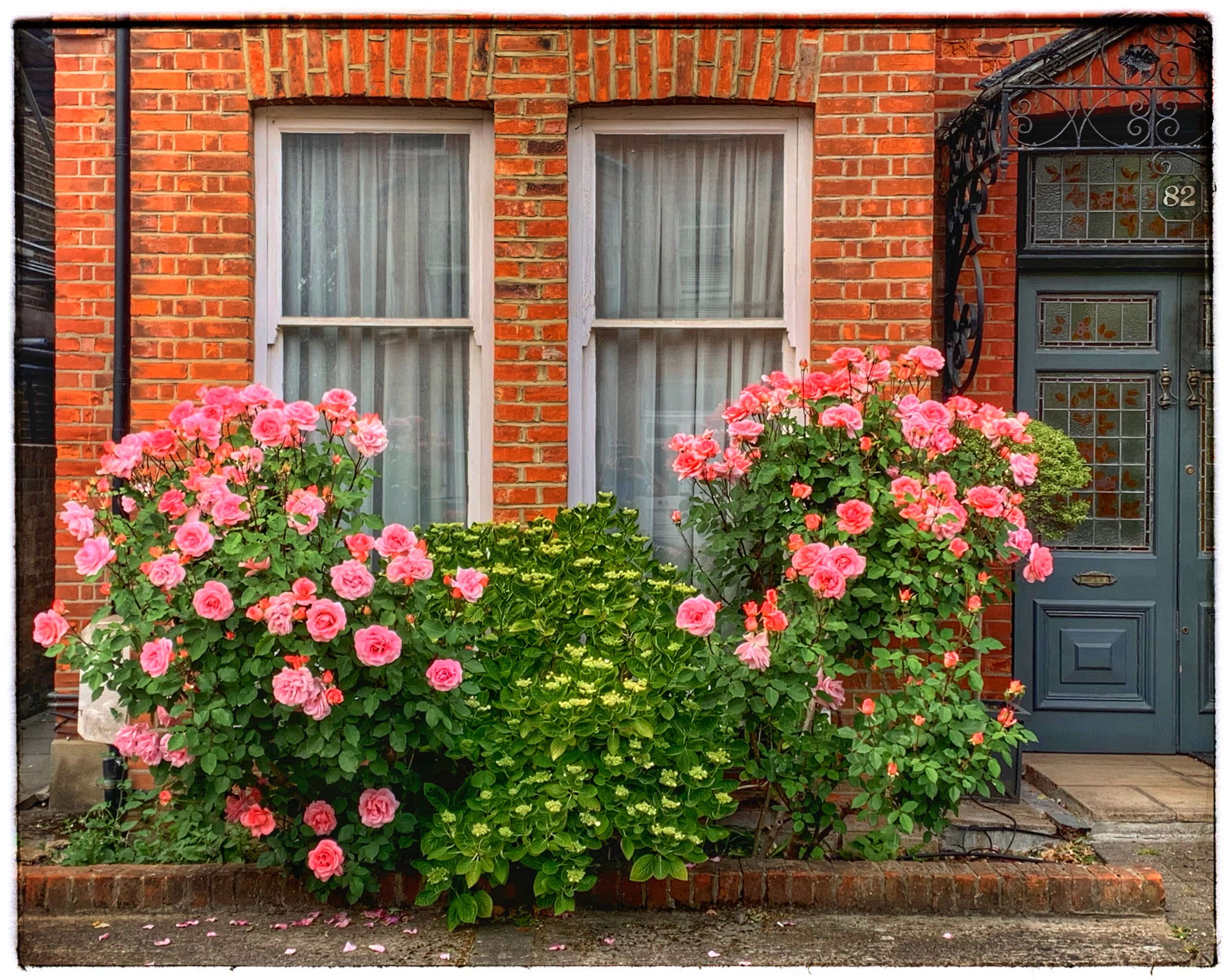 ורדים בלונדון