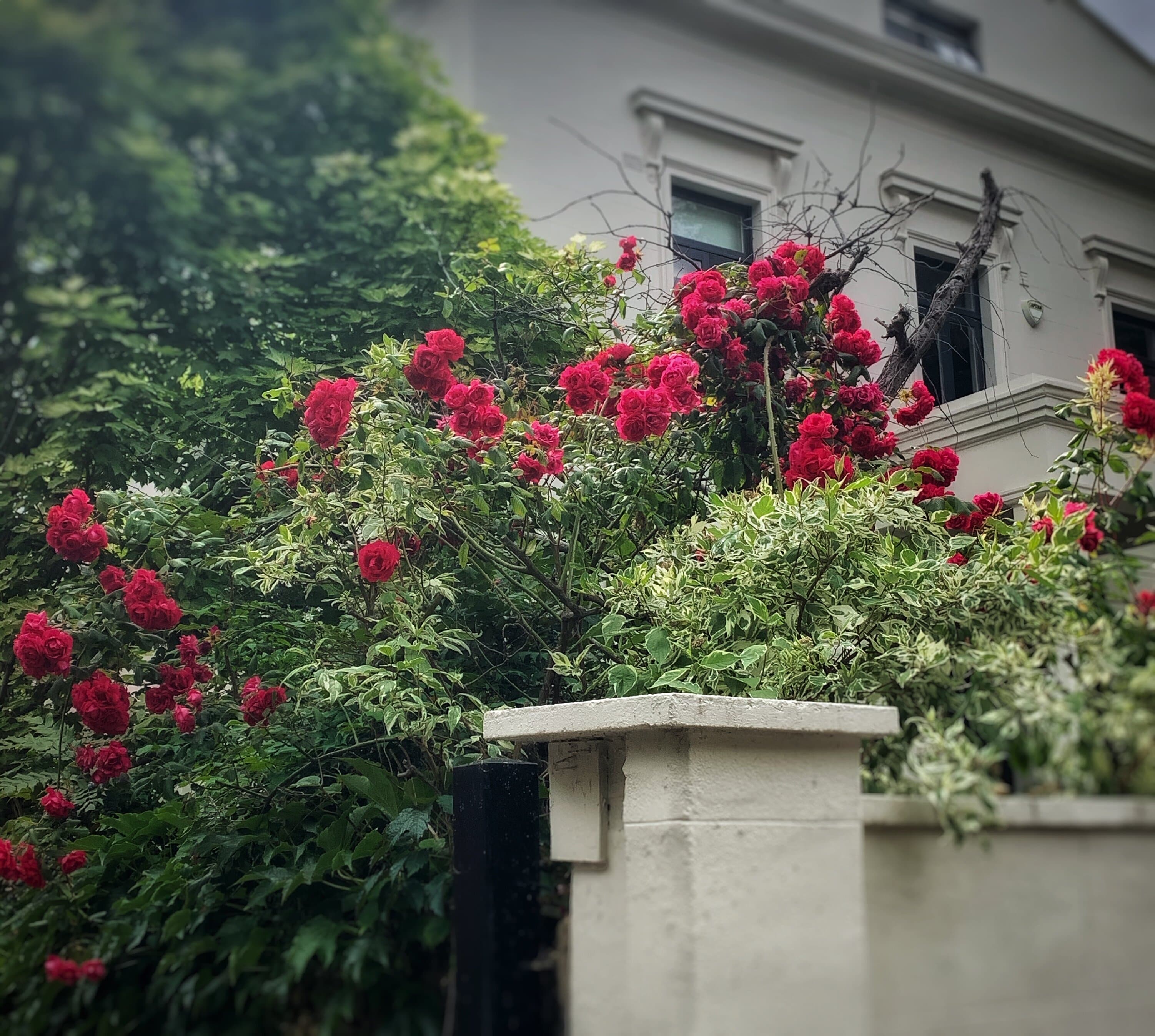 ורדים בלונדון