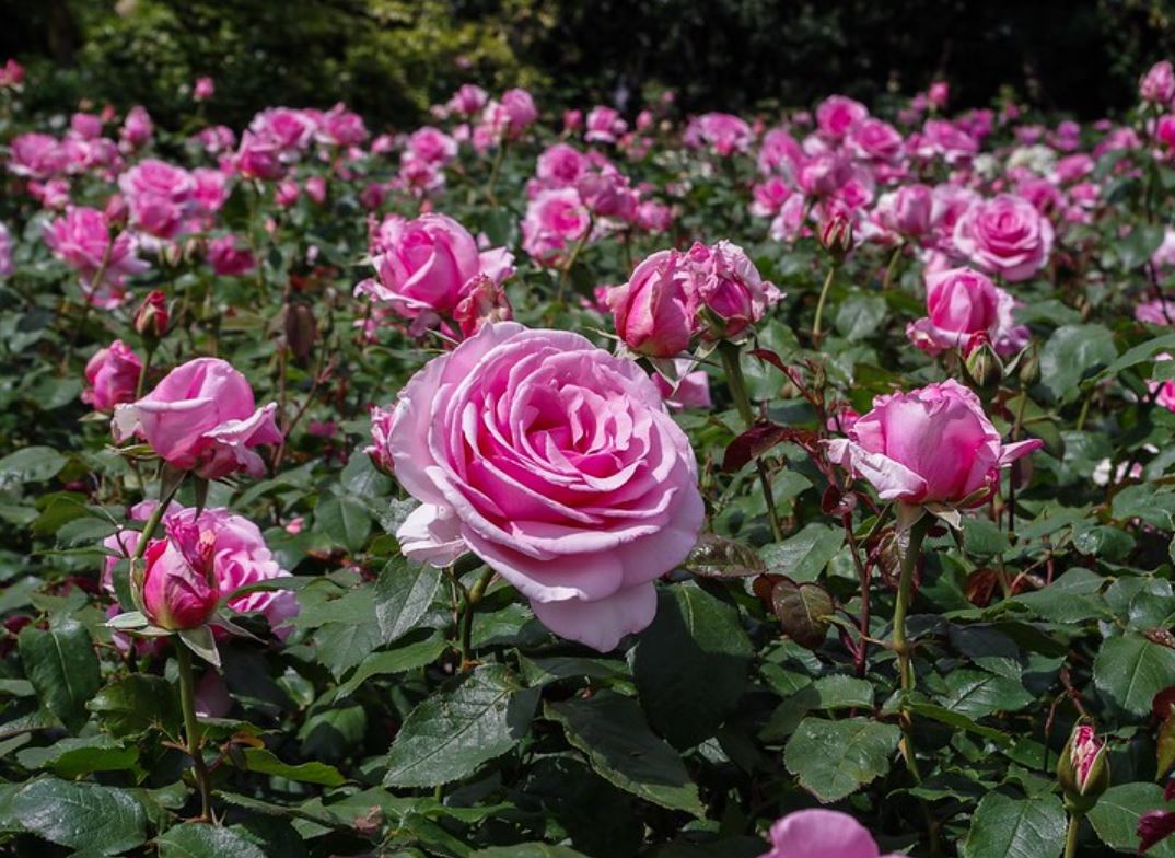 פארק ריג'נט בלונדון מציג ורדים