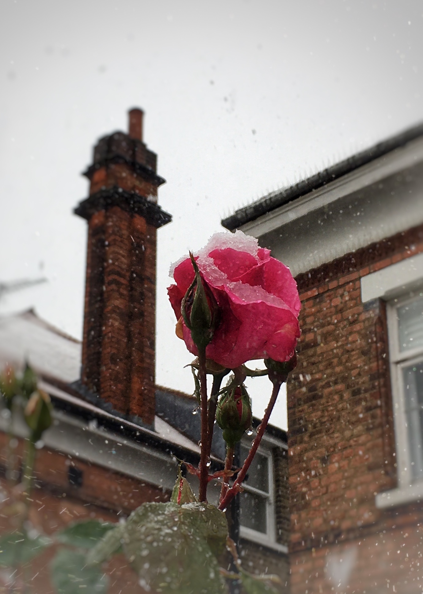 וורד אנגלי בשלג