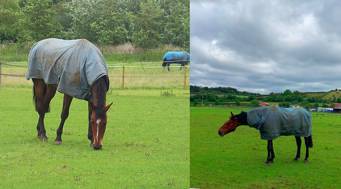 שמורת הטבע הרטסלוק בעמק התמזה