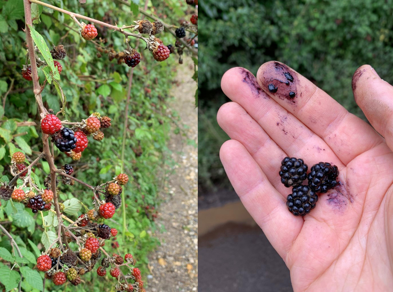 שמורת הטבע הרטסלוק בעמק התמזה