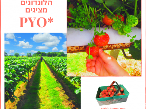 קטיף תותים מחוץ ללונדון