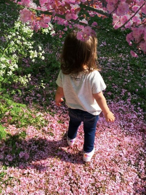 Cherry Blossom London
