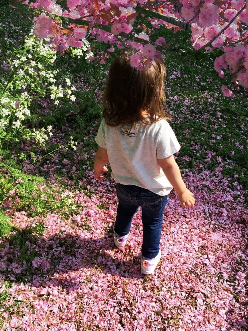 Cherry Blossom London