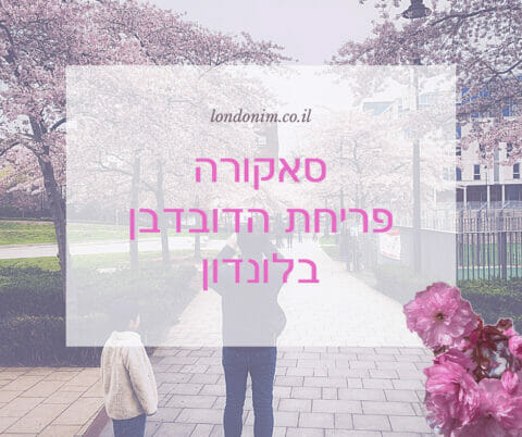 פריחת הסאקורה בלונדון